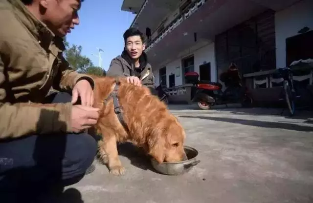網友將金毛從狗肉店救出,道別狗狗在車後狂追,狗狗:謝謝你救我!
