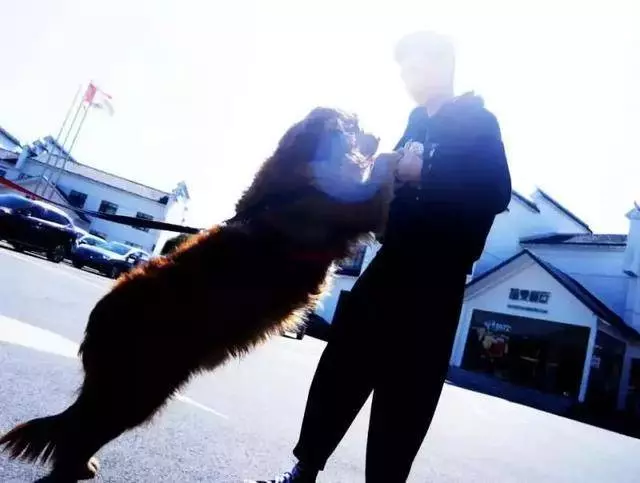 網友將金毛從狗肉店救出,道別狗狗在車後狂追,狗狗:謝謝你救我!