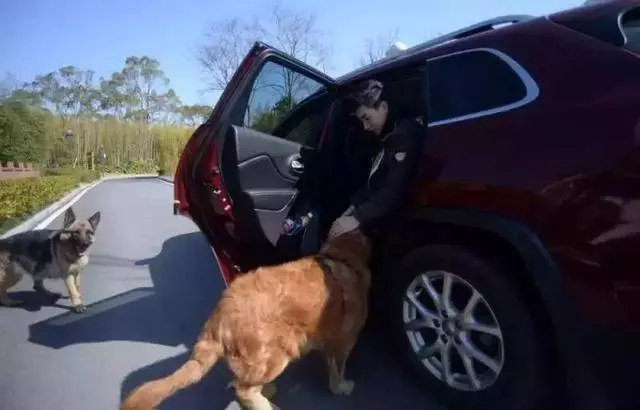 網友將金毛從狗肉店救出,道別狗狗在車後狂追,狗狗:謝謝你救我!