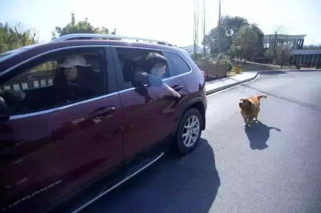 網友將金毛從狗肉店救出,道別狗狗在車後狂追,狗狗:謝謝你救我!
