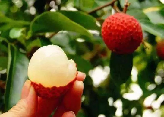 荔枝吃多了會流鼻血?營養師:夏季吃荔枝前,要當心這幾種情況 !
