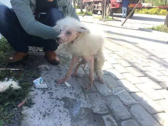流浪狗全身患病,狗毛一碰就脫落,生活艱苦無比,直到遇到他