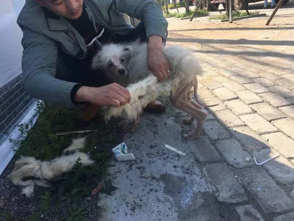 流浪狗全身患病,狗毛一碰就脫落,生活艱苦無比,直到遇到他