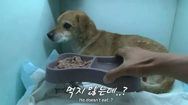 家中火.災爺爺失蹤 狗狗「趴在廢墟中不吃不喝」傻等 感動淚奔