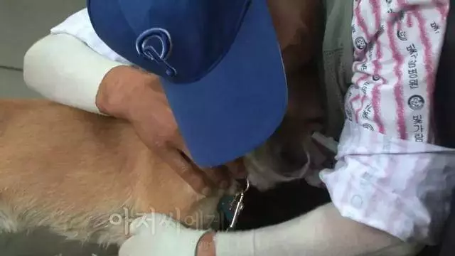 家中火.災爺爺失蹤 狗狗「趴在廢墟中不吃不喝」傻等 感動淚奔