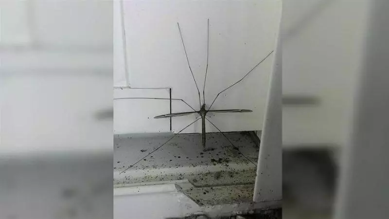 窗外驚見巨無霸蚊子…他嚇傻 網勸:千萬別殺