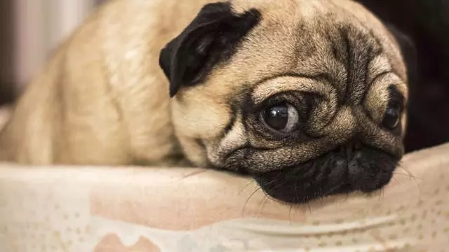 新手主人常犯的十個錯誤,這就是為什麼你的養犬生活並不愉快