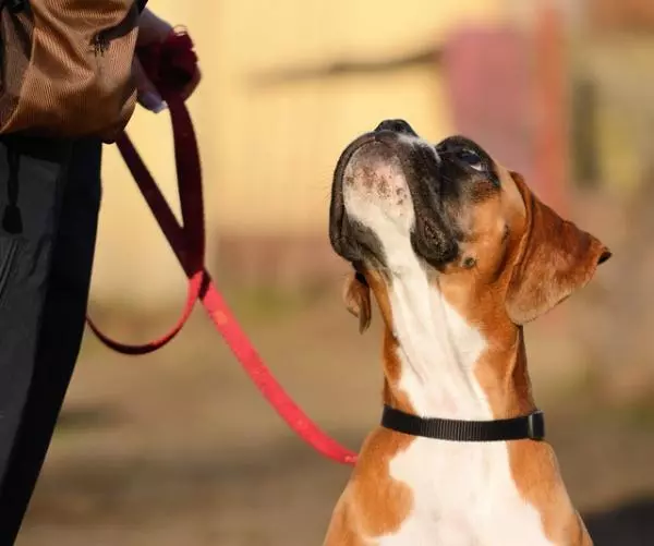 新手主人常犯的十個錯誤,這就是為什麼你的養犬生活並不愉快