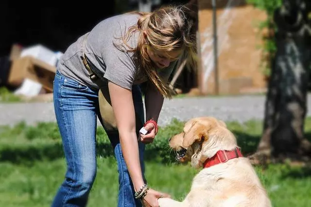新手主人常犯的十個錯誤,這就是為什麼你的養犬生活並不愉快