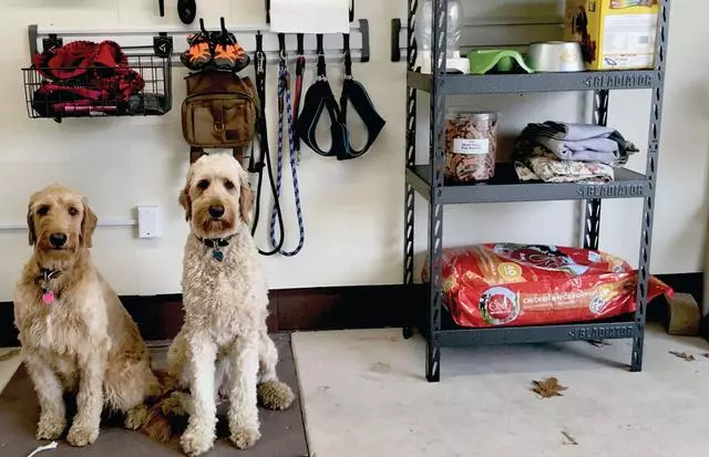 新手主人常犯的十個錯誤,這就是為什麼你的養犬生活並不愉快
