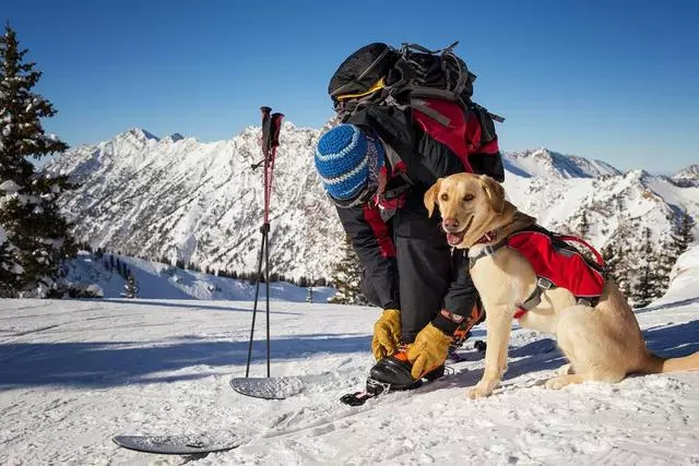 新手主人常犯的十個錯誤,這就是為什麼你的養犬生活並不愉快