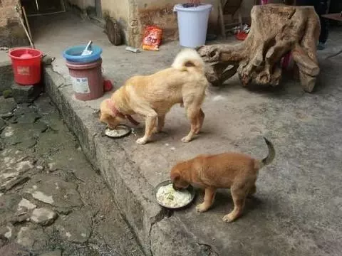 不想給狗狗繼續吃乾糧,有這五種食物可以代替,但都不如乾糧實在