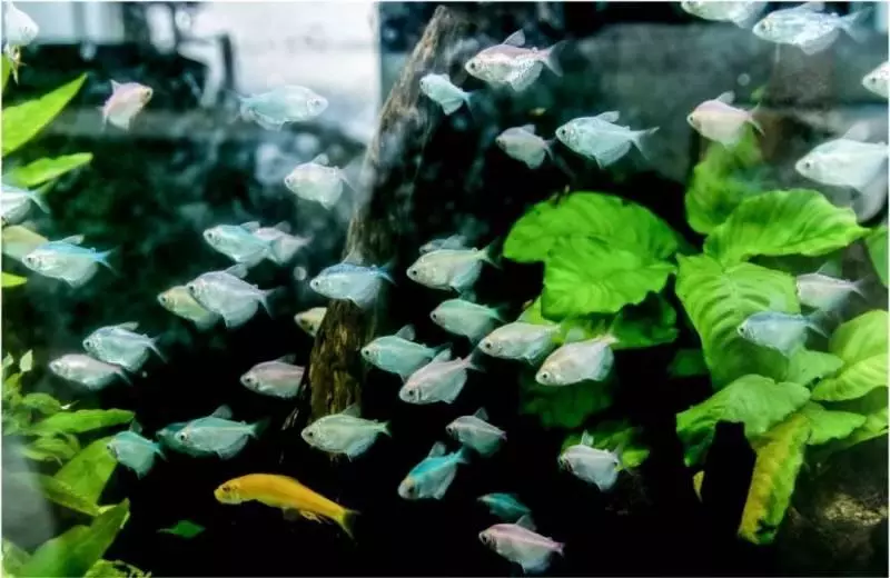 傳瘋了~網紅博主給新加坡公廁打分,星耀樟宜最牛