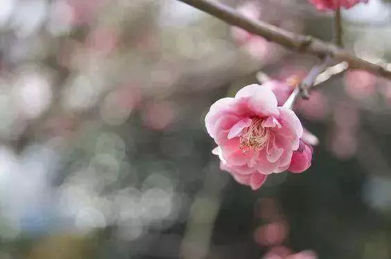 心軟的人,最苦 !(句句入心)