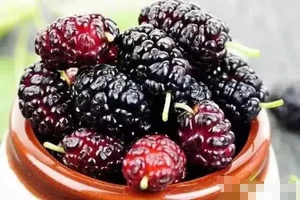 桑葚果有什麼營養?說出來你都不一定會信,漲知識了