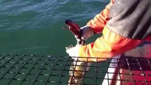 捕獲「巨無霸龍蝦」船長爽翻啦!他掀開尾巴一看卻「直接放生」,直呼:這龍蝦絕對不能吃…