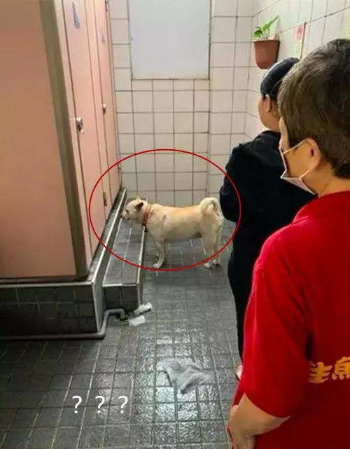 美女急匆匆趕到公共廁所,一看正排在最前面的,差點沒憋住