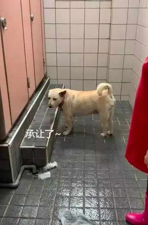 美女急匆匆趕到公共廁所,一看正排在最前面的,差點沒憋住