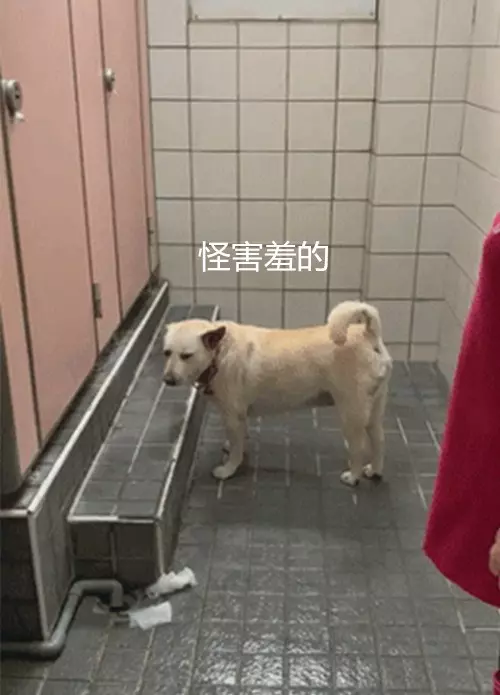 美女急匆匆趕到公共廁所,一看正排在最前面的,差點沒憋住