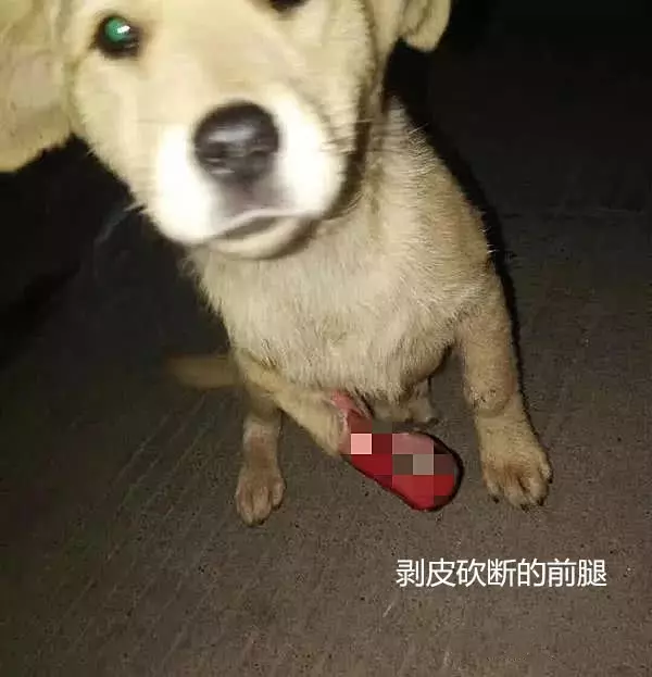 土狗一條腿被剝皮砍斷,看到救助人員依舊熱情:終於有人來救我了