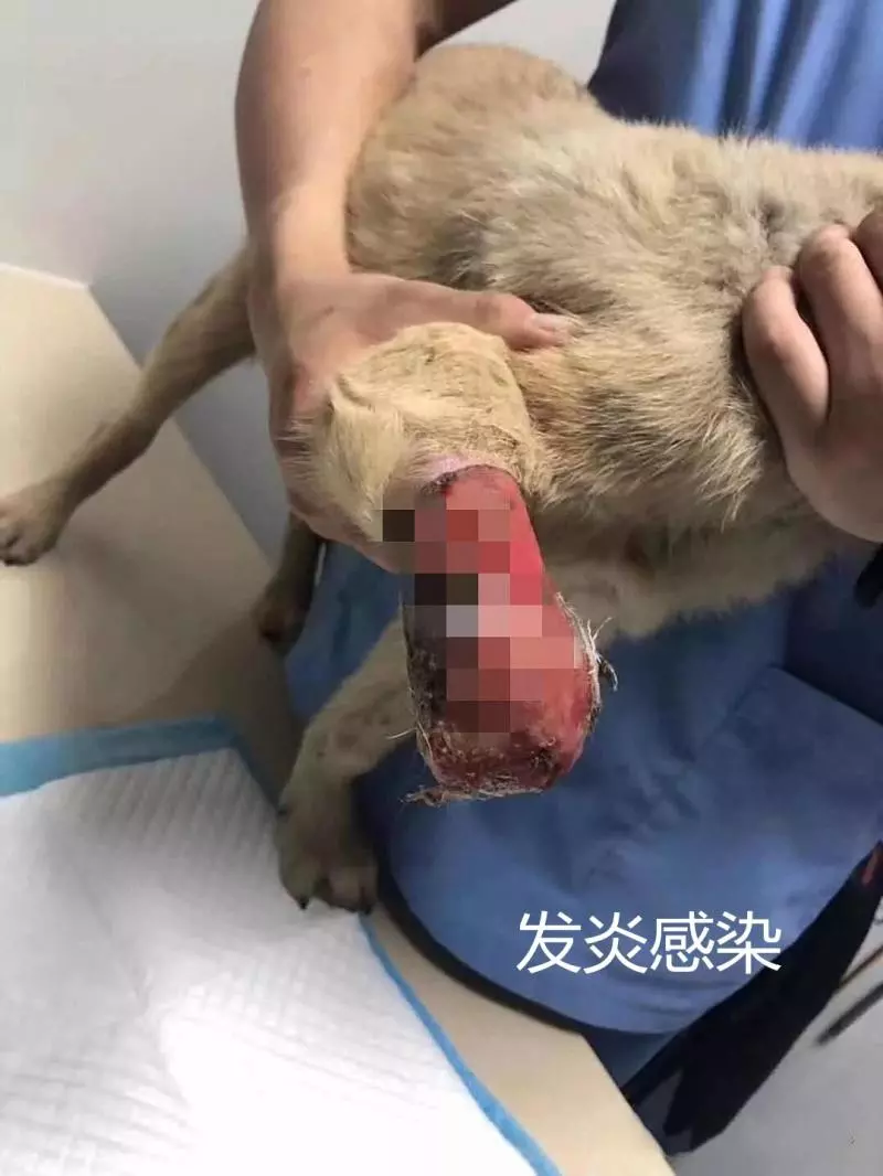 土狗一條腿被剝皮砍斷,看到救助人員依舊熱情:終於有人來救我了