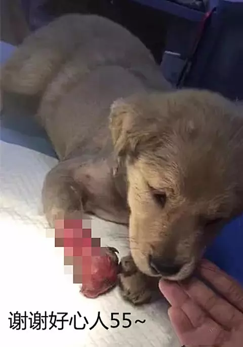 土狗一條腿被剝皮砍斷,看到救助人員依舊熱情:終於有人來救我了