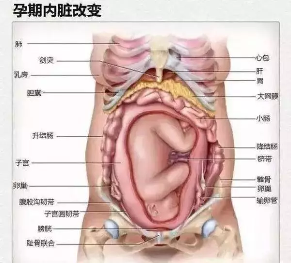 胎寶寶越來越大,媽媽的內臟都被擠到哪裡去了?看完趕緊抱抱老婆