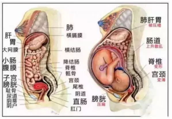 胎寶寶越來越大,媽媽的內臟都被擠到哪裡去了?看完趕緊抱抱老婆