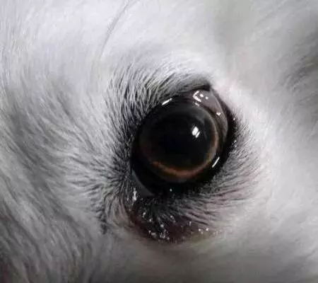 心理測試:哪一個才是狗的眼睛?測你看人的眼光有多凖
