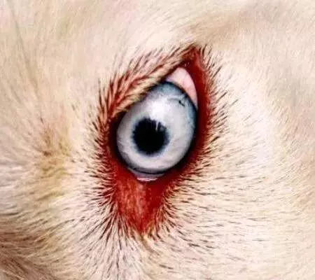 心理測試:哪一個才是狗的眼睛?測你看人的眼光有多凖