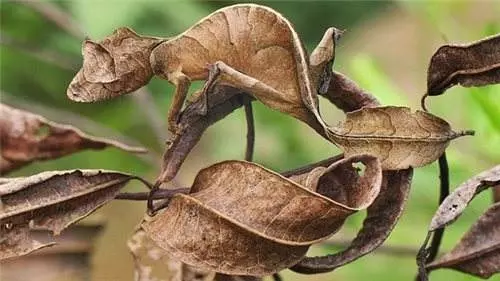 20個「沒那麼好找到」的超強保護色動物 找到算你厲害