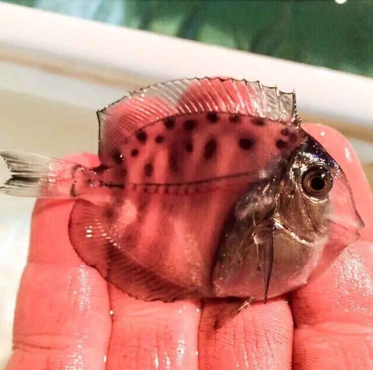 20個「沒那麼好找到」的超強保護色動物 找到算你厲害