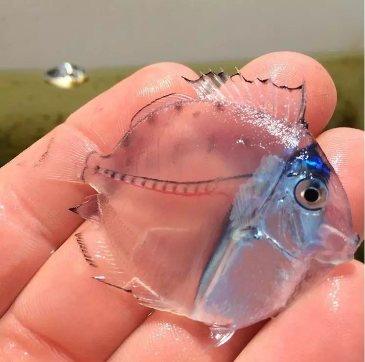 20個「沒那麼好找到」的超強保護色動物 找到算你厲害