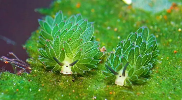20個「沒那麼好找到」的超強保護色動物 找到算你厲害