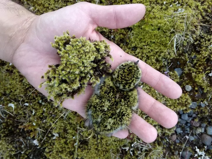 20個「沒那麼好找到」的超強保護色動物 找到算你厲害