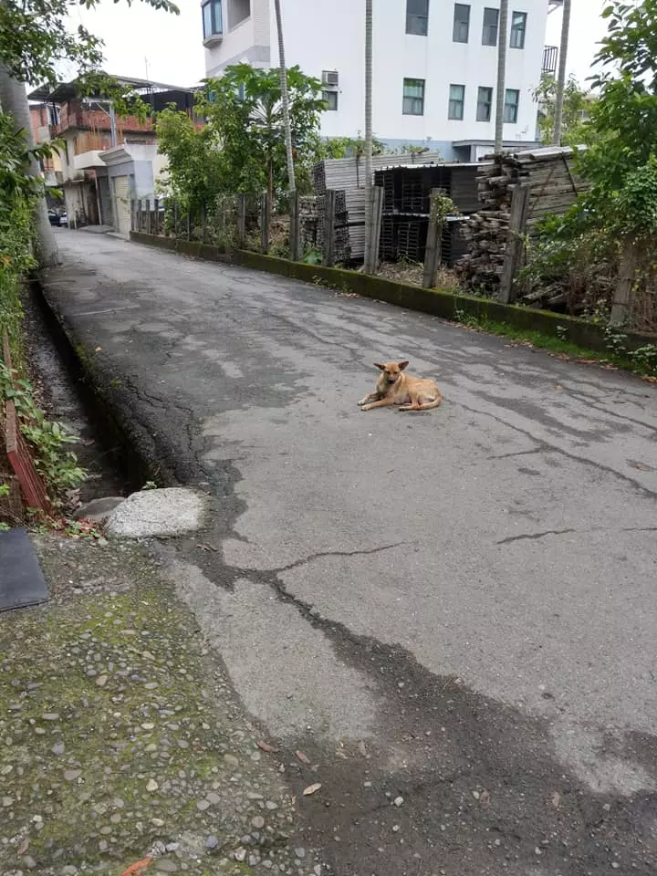 9隻奶狗被卡涵管!好心人「鑽地鑿洞」奮力救援 展開生命接力賽