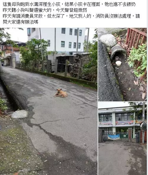 9隻奶狗被卡涵管!好心人「鑽地鑿洞」奮力救援 展開生命接力賽