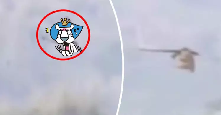 傳說現身了!這次真拍下中國天空中的「龍」 影片瘋傳讓全球網友看傻眼(圖+影)