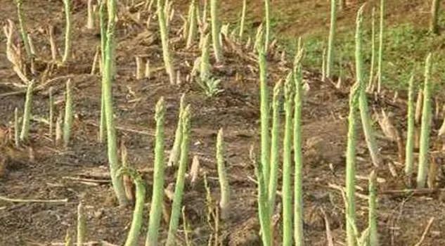 養生專家:癌細胞最怕的「9種菜」 ,平時多吃一點,排除毒素,遠離癌細胞
