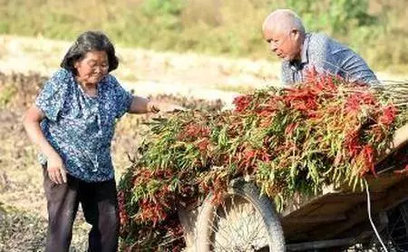爸媽的房子被泥石流淹沒了,來投靠我,老婆把他們的衣服撕爛了我感謝他