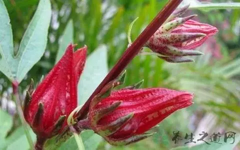 被譽為植物界的紅寶石,洛神花清血管解酒還護肝,但這三種人不能吃!!