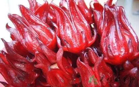 被譽為植物界的紅寶石,洛神花清血管解酒還護肝,但這三種人不能吃!!