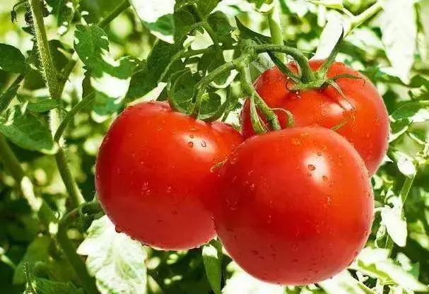 這些食物千萬不可以長時間放冰箱,時間放久了寧可扔掉也不要吃,你知道的有幾樣??