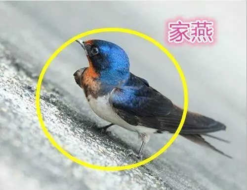 一旦家裡出現這三種吉兆,那麼恭喜你,馬上要轉好運了!