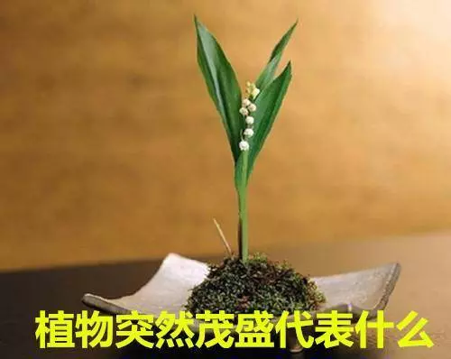 一旦家裡出現這三種吉兆,那麼恭喜你,馬上要轉好運了!