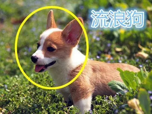 一旦家裡出現這三種吉兆,那麼恭喜你,馬上要轉好運了!