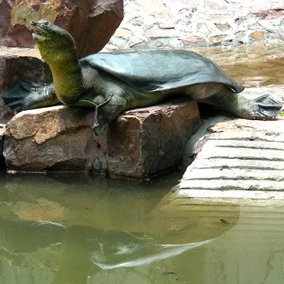 明明能交配卻無法繁殖的超古老生物即將滅絕,目前2隻在中國、1隻在越南!