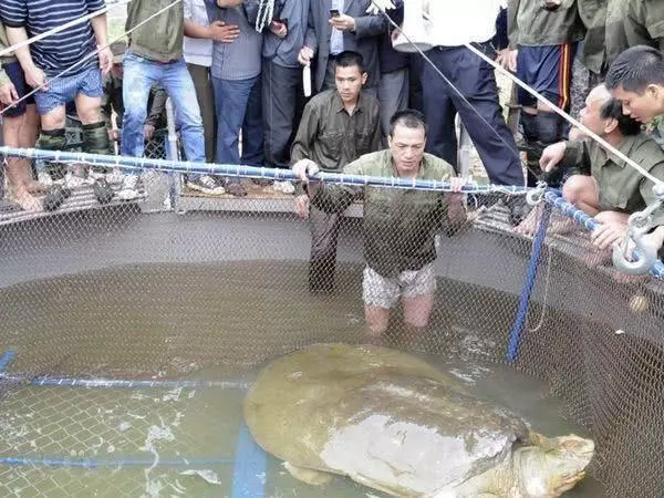 明明能交配卻無法繁殖的超古老生物即將滅絕,目前2隻在中國、1隻在越南!