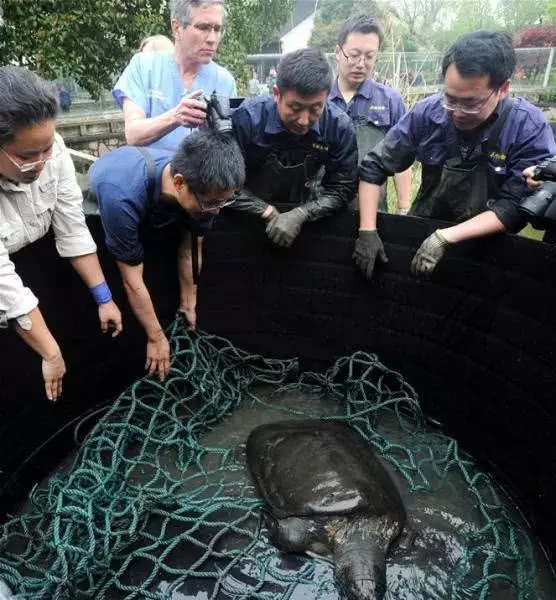明明能交配卻無法繁殖的超古老生物即將滅絕,目前2隻在中國、1隻在越南!