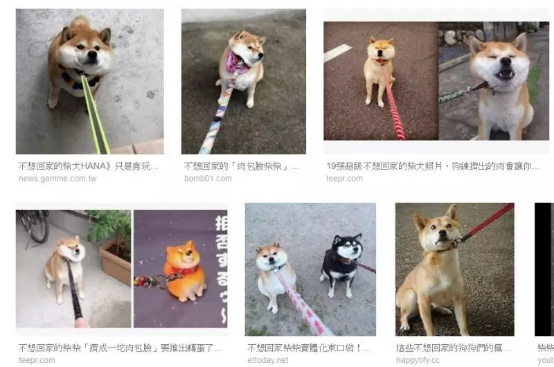 Google搜尋「不想回家」全是牠!「包子餡溢出」網笑翻:我家的也是~